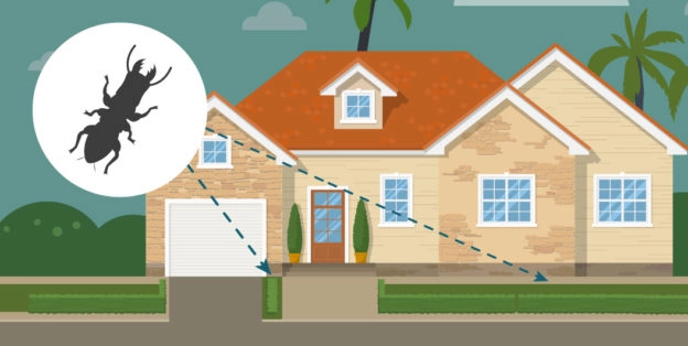 Home Inspector checking for Wood-Damage caused by Termites in Florida